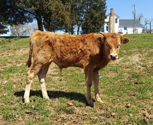 Pacific Smokin Rose x CV Call of Duty Bull Calf