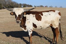 Silver Edge of Monroe