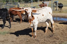 Silver Edge of Satin