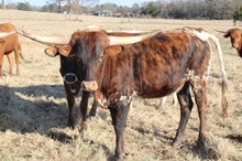 Silver Water Runs Deep