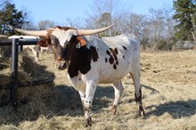 Silver Concealed Edge