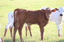 SILVER COCOA BULL CALF