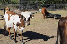 Silver Edge of Monroe