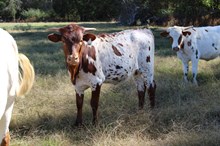 Silver Heart of Satin