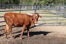 Silver Edge of Fancy