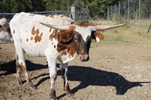 Silver Concealed Edge