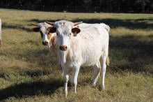 Silver Northern Lights