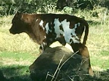 Touch N Whirl bull calf