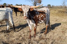 RTG Clearly Southern 2