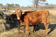 Silver Edge of Fancy