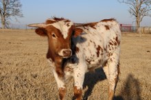 Silver Midnight Rider