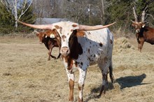 Silver Edge of Satin