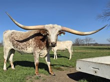 KCS Call Sign Magnum