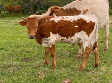 HAPPY 9 X CASANOVAS DOLL 2021 BULL CALF