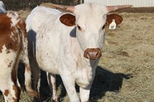 Silver Straight Arrow