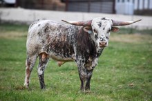 Silver Stage Coach C4