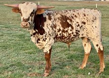 PCC Rhinestone Cowboy