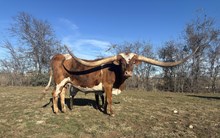 HRTMN Silver Topsannah