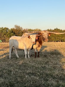 Jewel Calf