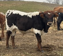 Heart Breaker x Safari Judy