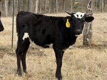 Golden Flai X Dark Dust 