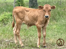 JJ Ocean Abby bull calf 23