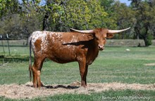 Lolita's Liberty Biberty 