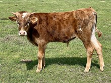 RR OAKLEY bull calf