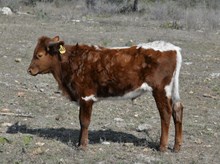 KDK WALNUT 463