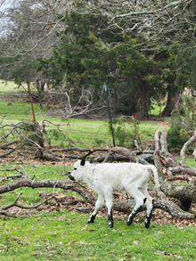 Bull Calf 2